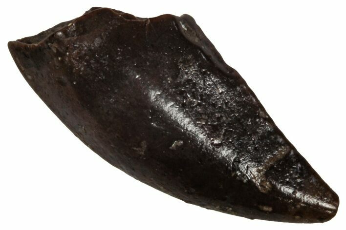 Dromaeosaurid Theropod (Acheroraptor?) Tooth - Montana #341060